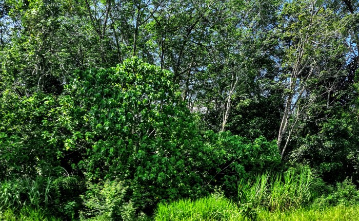 As frutas de&nbsp;Perak